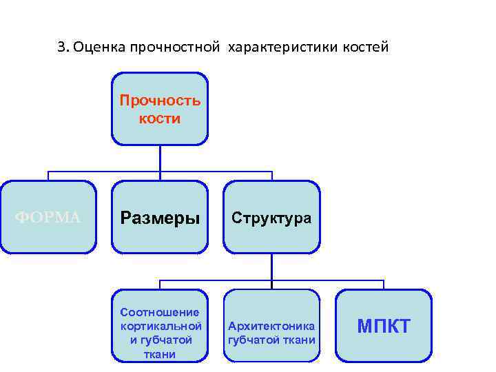 3. Оценка прочностной характеристики костей Прочность кости ФОРМА Размеры Структура Соотношение кортикальной и губчатой
