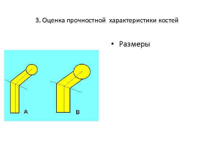3. Оценка прочностной характеристики костей • Размеры 