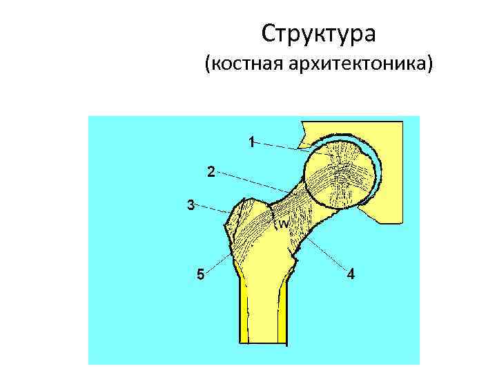 Структура (костная архитектоника) 