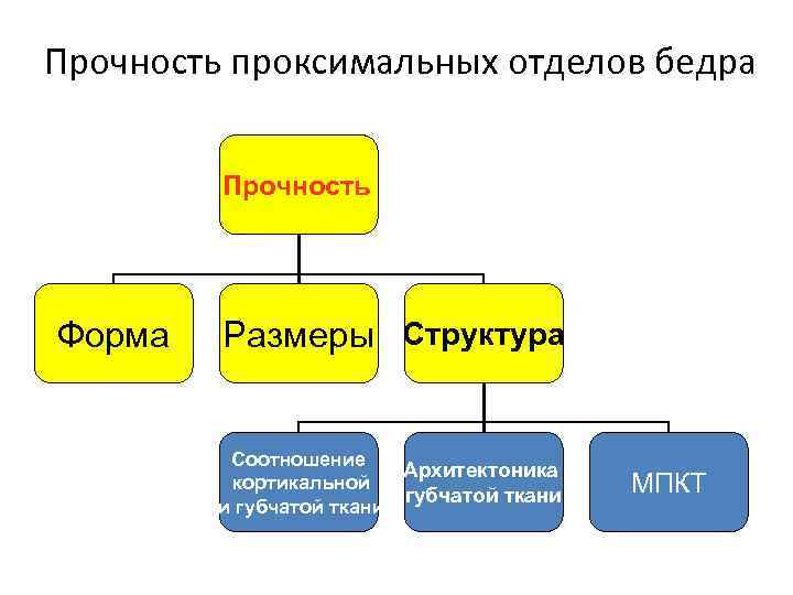 Прочность проксимальных отделов бедра Прочность Форма Размеры Структура Соотношение Архитектоника кортикальной губчатой ткани и