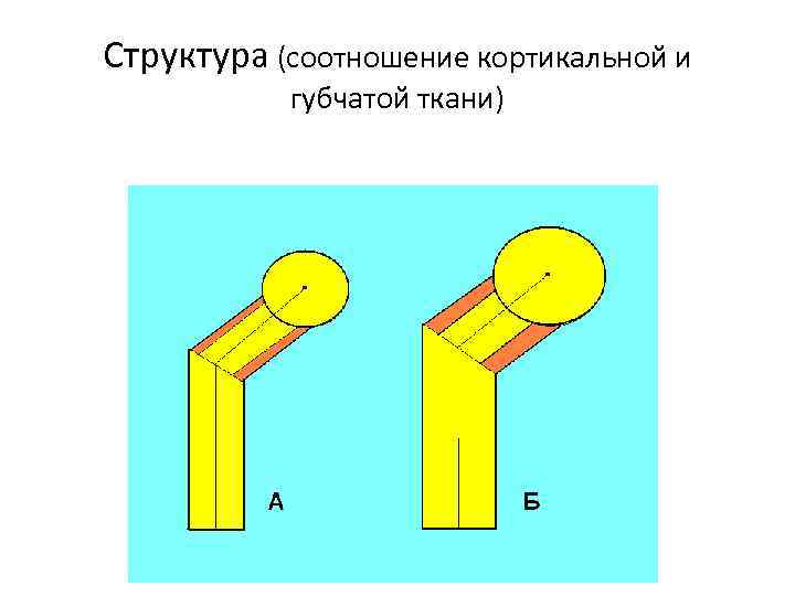 Структура (соотношение кортикальной и губчатой ткани) 