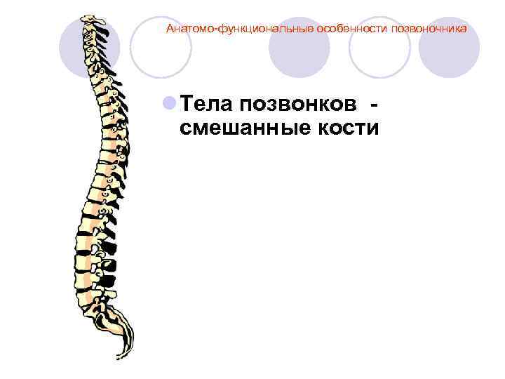 Анатомо-функциональные особенности позвоночника l Тела позвонков смешанные кости 