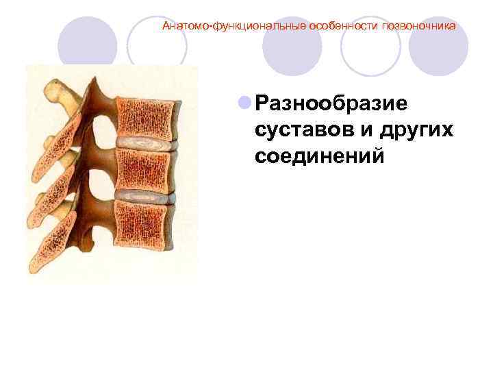 Анатомо-функциональные особенности позвоночника l Разнообразие суставов и других соединений 