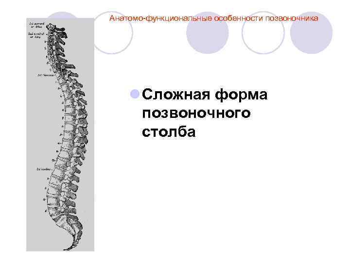 Анатомо-функциональные особенности позвоночника l Сложная форма позвоночного столба 