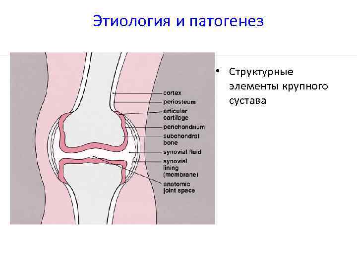 Этиология и патогенез • Структурные элементы крупного сустава 