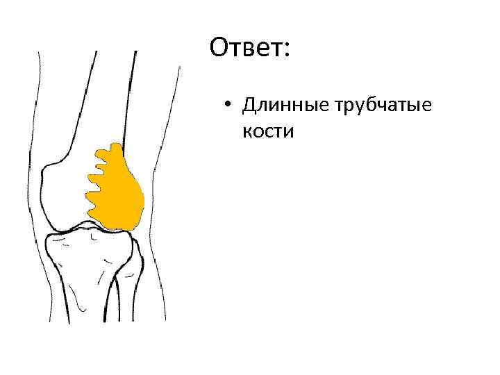 Ответ: • Длинные трубчатые кости 