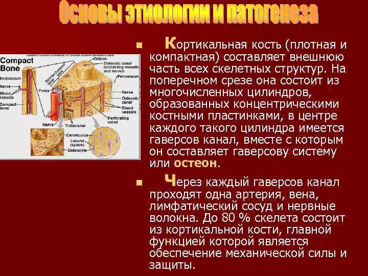 n n Кортикальная кость (плотная и компактная) составляет внешнюю часть всех скелетных структур. На