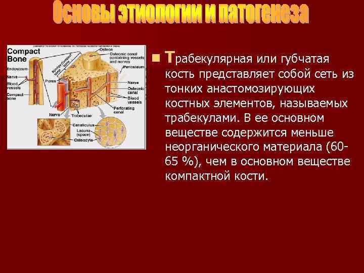 n Трабекулярная или губчатая кость представляет собой сеть из тонких анастомозирующих костных элементов, называемых
