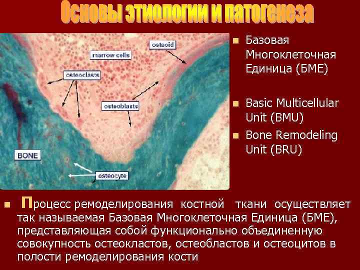 n Базовая Многоклеточная Единица (БМЕ) Basic Multicellular Unit (BMU) n Bone Remodeling Unit (BRU)