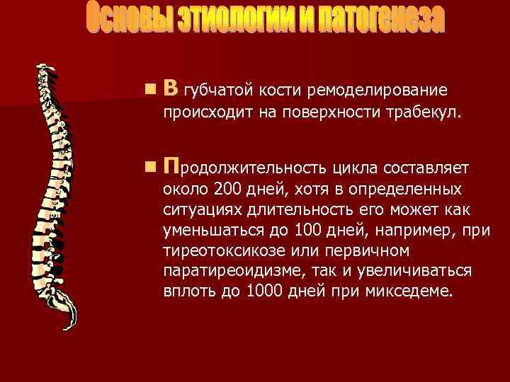 n В губчатой кости ремоделирование происходит на поверхности трабекул. n Продолжительность цикла составляет около
