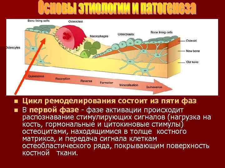 n n Цикл ремоделирования состоит из пяти фаз В первой фазе - фазе активации