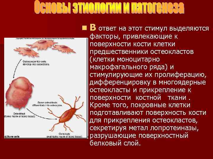 n В ответ на этот стимул выделяются факторы, привлекающие к поверхности клетки предшественники остеокластов