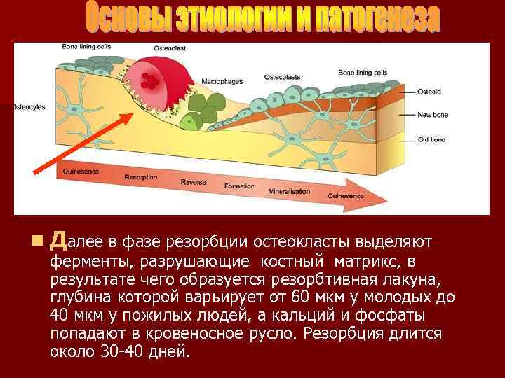 n Далее в фазе резорбции остеокласты выделяют ферменты, разрушающие костный матрикс, в результате чего
