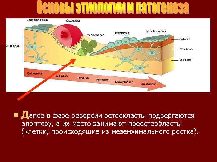 n Далее в фазе реверсии остеокласты подвергаются апоптозу, а их место занимают преостеобласты (клетки,