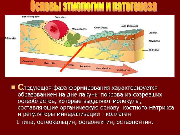 n Следующая фаза формирования характеризуется образованием на дне лакуны покрова из созревших остеобластов, которые