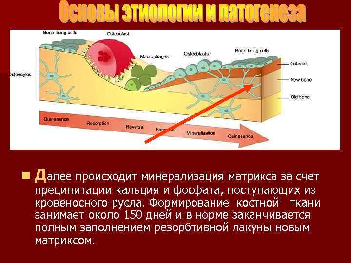 n Далее происходит минерализация матрикса за счет преципитации кальция и фосфата, поступающих из кровеносного
