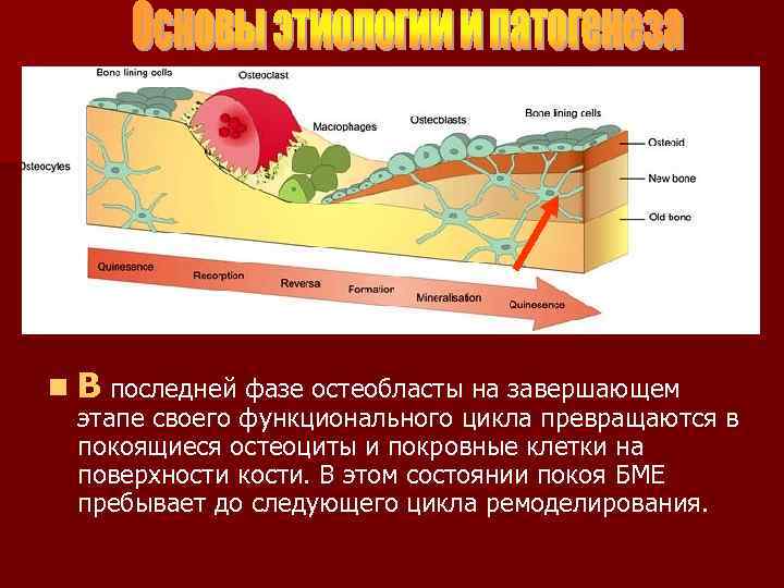 n В последней фазе остеобласты на завершающем этапе своего функционального цикла превращаются в покоящиеся