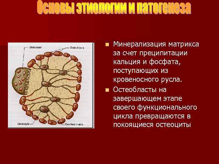 Минерализация матрикса за счет преципитации кальция и фосфата, поступающих из кровеносного русла. n Остеобласты
