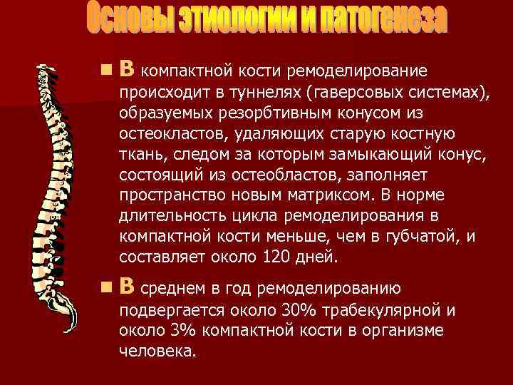 n В компактной кости ремоделирование происходит в туннелях (гаверсовых системах), образуемых резорбтивным конусом из