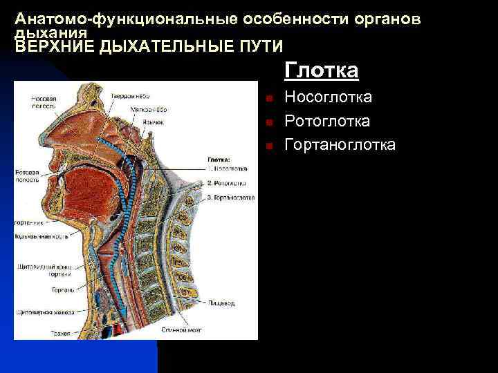 Анатомо-функциональные особенности органов дыхания ВЕРХНИЕ ДЫХАТЕЛЬНЫЕ ПУТИ Глотка n n n Носоглотка Ротоглотка Гортаноглотка