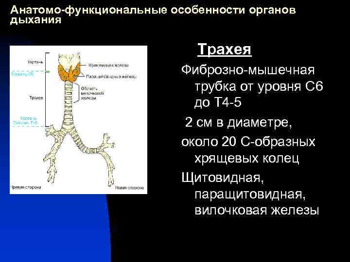 Анатомо-функциональные особенности органов дыхания Трахея Фиброзно-мышечная трубка от уровня С 6 до Т 4