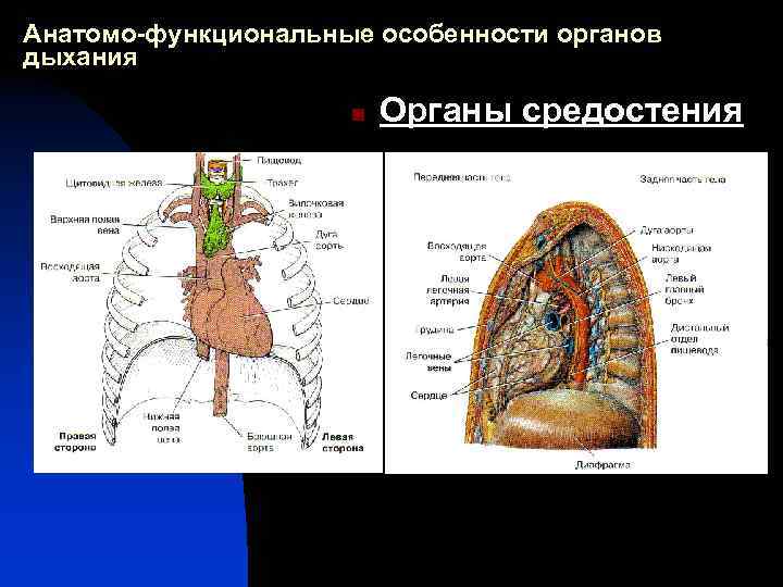 Анатомо-функциональные особенности органов дыхания n Органы средостения 