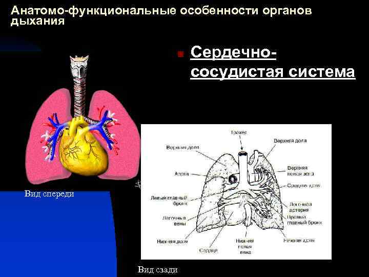 Анатомо-функциональные особенности органов дыхания n Вид спереди Вид сзади Сердечнососудистая система 