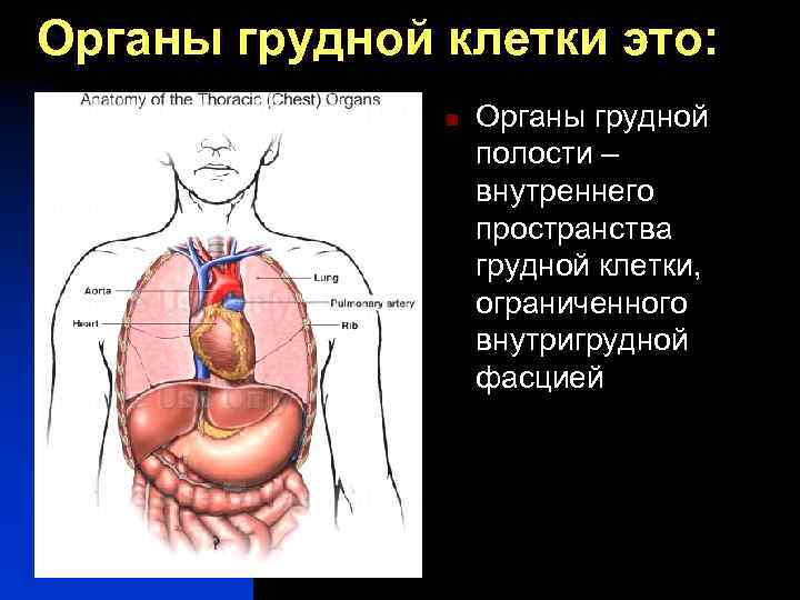 Органы грудной клетки это: n Органы грудной полости – внутреннего пространства грудной клетки, ограниченного