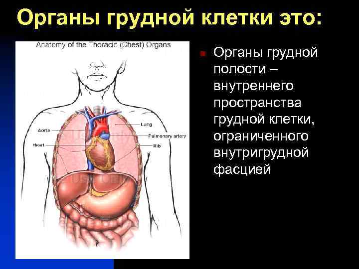 Рисунок органов грудной клетки - 97 фото