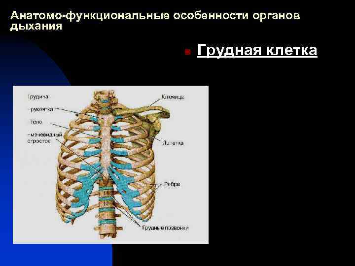 Анатомо-функциональные особенности органов дыхания n Грудная клетка 