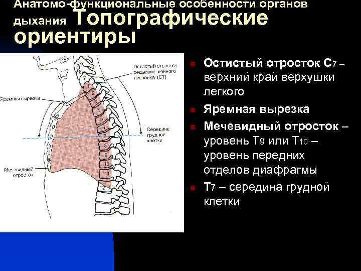 Анатомо-функциональные особенности органов дыхания Топографические ориентиры n n Остистый отросток С 7 – верхний