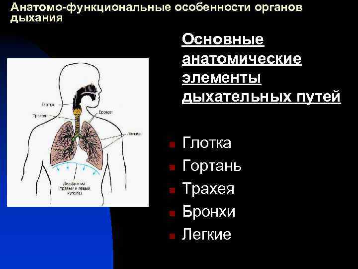 Анатомо-функциональные особенности органов дыхания Основные анатомические элементы дыхательных путей n n n Глотка Гортань