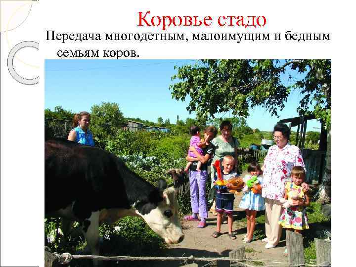    Коровье стадо Передача многодетным, малоимущим и бедным  семьям коров. 