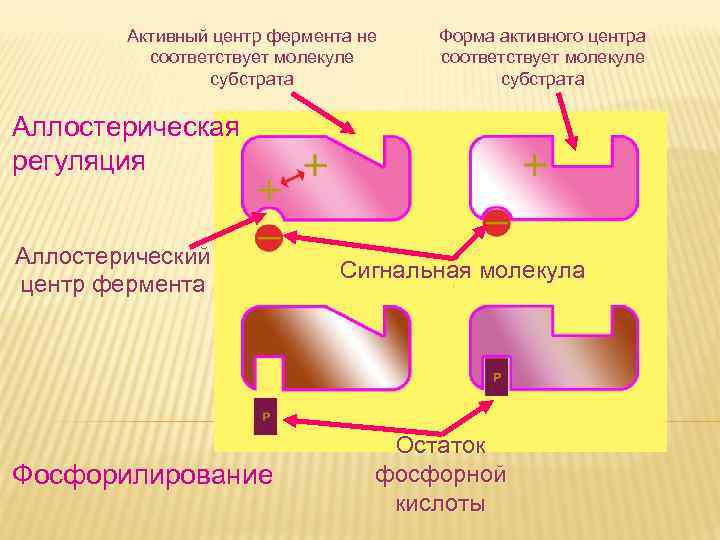 Дневное отделение фармацевтического Активный центр фермента не Дневное отделение фармацевтического Активный центр фермента не
