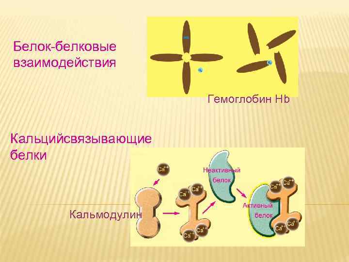 Дневное отделение фармацевтического факультета Белок-белковые взаимодействия Дневное отделение фармацевтического факультета Белок-белковые взаимодействия