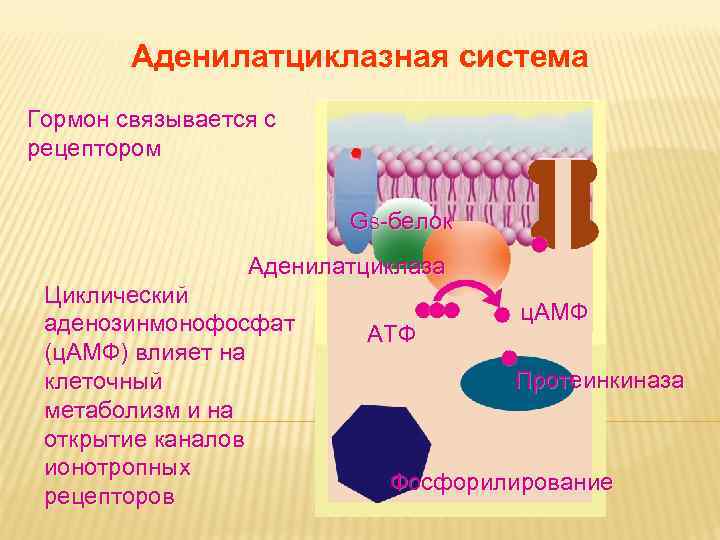 Дневное отделение фармацевтического факультета Дневное отделение фармацевтического факультета