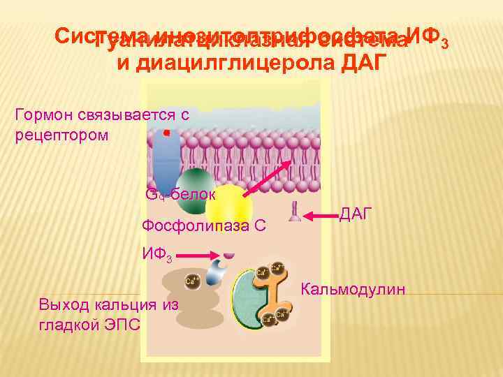 Дневное отделение фармацевтического факультета Система инозитолтрифосфата Дневное отделение фармацевтического факультета Система инозитолтрифосфата