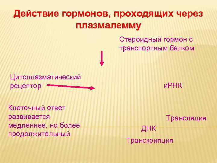 Дневное отделение фармацевтического факультета Действие гормонов, Дневное отделение фармацевтического факультета Действие гормонов,