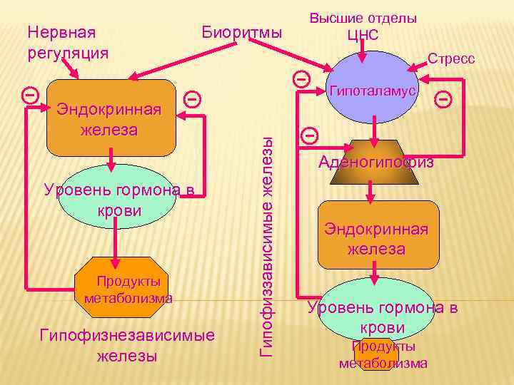 Продукты обмена клетки