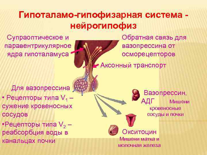 К контактным рецепторам относятся рецепторы. Гипоталамо-гипофизарная система супраоптическое ядро. Рецепторы гипоталамуса. Рецепторы гипоталамо гипофизарной системы. Гипоталамо гипофизарная система вазопрессина.