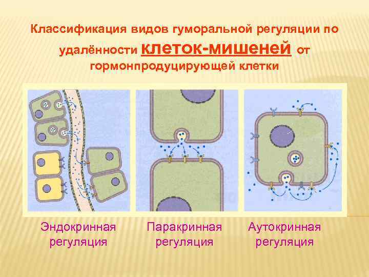 Дневное отделение фармацевтического факультета Классификация видов Дневное отделение фармацевтического факультета Классификация видов