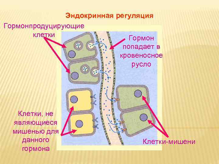 Дневное отделение фармацевтического факультета Дневное отделение фармацевтического факультета
