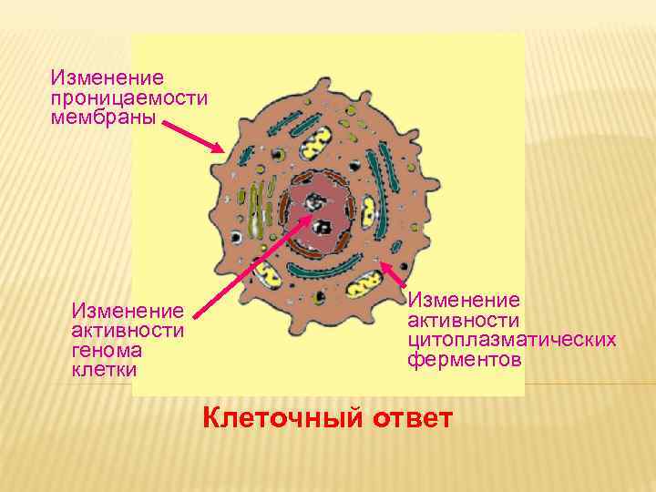 Проницаемость мембраны. Изменение проницаемости клеточных мембран. Нарушение проницаемости мембран клеток. Нарушена проницаемость клеточных мембран. Изменению проницаемости мембраны клетки.