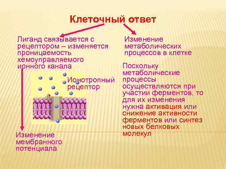 Дневное отделение фармацевтического факультета Дневное отделение фармацевтического факультета