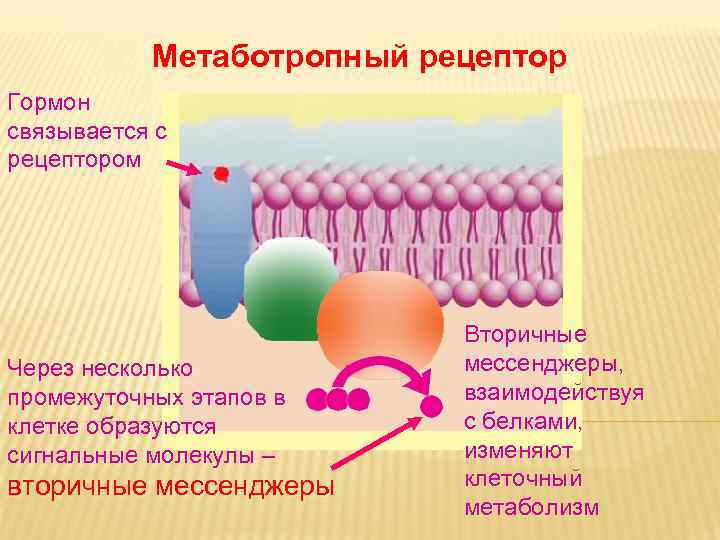 Как изменяются молекулы. Метаботропные рецепторы. Метаботропный Рецептор строение. Механизм действия метаботропных рецепторов. Метаботропные рецепторы гормоны.