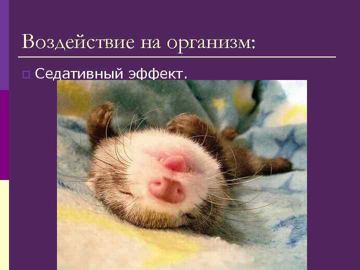 Воздействие на организм: p Седативный эффект. Воздействие на организм: p Седативный эффект.