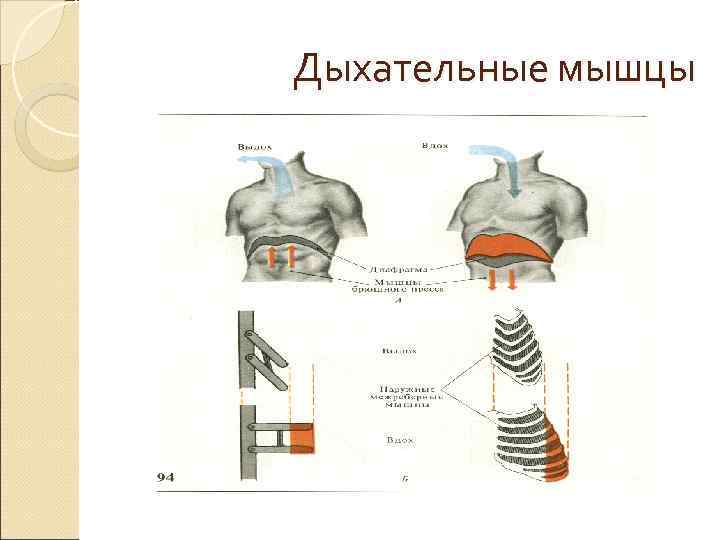 Мышцы дыхания