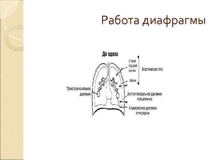 Работа диафрагмы Работа диафрагмы