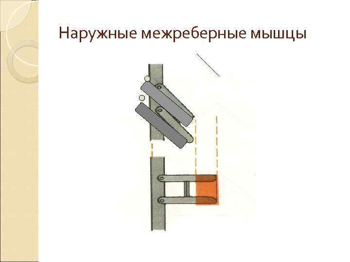 Наружные межреберные мышцы Наружные межреберные мышцы
