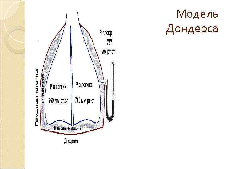 Модель Дондерса механизм вдоха и выдоха. Проект модель Дондерса. Сообщение модель Дондерса. Модель Дондерса ЕГЭ биология.